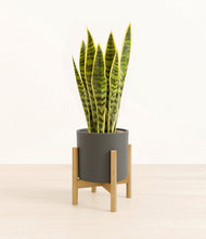 Load image into Gallery viewer, Dark Olive stand:bamboo