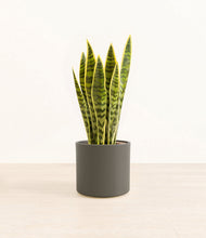 Load image into Gallery viewer, Dark Olive*****Profile