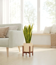 Load image into Gallery viewer, Cream stand:walnut