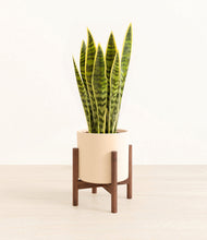 Load image into Gallery viewer, Cream stand:walnut