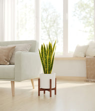 Load image into Gallery viewer, White stand:walnut