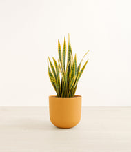 Load image into Gallery viewer, Sunset Orange*****Profile