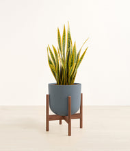 Load image into Gallery viewer, Iron Gray stand:walnut