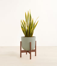 Load image into Gallery viewer, Sage Green stand:walnut