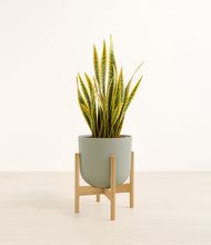 Load image into Gallery viewer, Sage Green stand:bamboo
