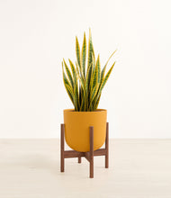 Load image into Gallery viewer, Sunset Orange stand:walnut