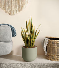 Load image into Gallery viewer, Sage Green