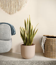 Load image into Gallery viewer, Sandy Pink