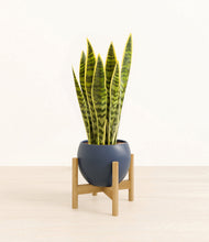 Load image into Gallery viewer, Deep Navy stand:bamboo