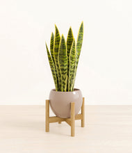 Load image into Gallery viewer, Desert Brown stand:bamboo