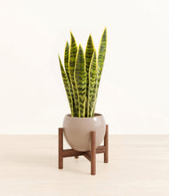 Load image into Gallery viewer, Desert Brown stand:walnut