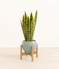 Load image into Gallery viewer, Deep Ocean stand:bamboo