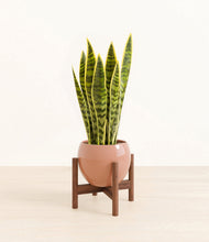 Load image into Gallery viewer, Calm Rose stand:walnut