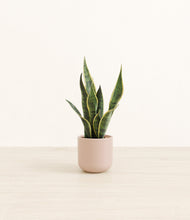 Load image into Gallery viewer, Sandy Pink*****Profile