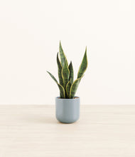 Load image into Gallery viewer, Misty Blue*****Profile