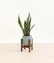 Load image into Gallery viewer, Reactive Aqua stand:walnut