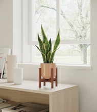Load image into Gallery viewer, Glossy Pink stand:walnut