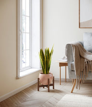 Load image into Gallery viewer, Calm Rose stand:walnut