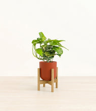 Charger l'image dans la galerie, Earth Red stand:light