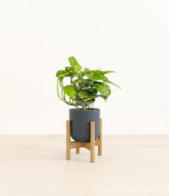 Charger l'image dans la galerie, Iron Gray stand:light