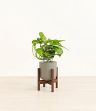 Charger l'image dans la galerie, Sage Green stand:dark