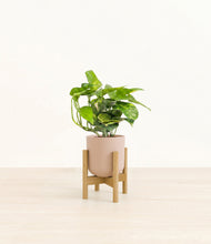 Charger l'image dans la galerie, Sandy Pink stand:light
