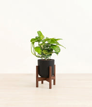 Charger l'image dans la galerie, Stone Black stand:dark