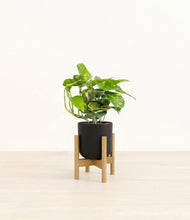 Charger l'image dans la galerie, Stone Black stand:light