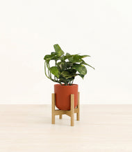 Lade das Bild in den Galerie-Viewer, Earth Red stand:bamboo