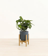 Lade das Bild in den Galerie-Viewer, Iron Gray stand:bamboo