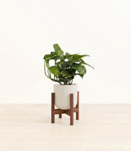 Lade das Bild in den Galerie-Viewer, Natural Bamboo stand:walnut
