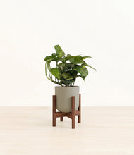 Lade das Bild in den Galerie-Viewer, Sage Green stand:walnut