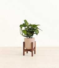 Lade das Bild in den Galerie-Viewer, Sandy Pink stand:walnut