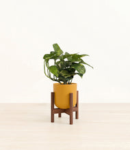 Lade das Bild in den Galerie-Viewer, Sunset Orange stand:walnut
