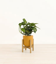 Lade das Bild in den Galerie-Viewer, Sunset Orange stand:bamboo