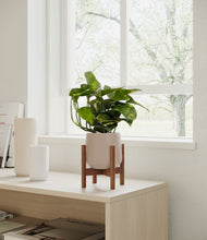 Load image into Gallery viewer, Eternal Gray stand:walnut