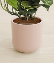 Load image into Gallery viewer, Sandy Pink stand:all
