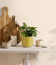 Lade das Bild in den Galerie-Viewer, Key Lime Yellow