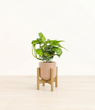 Lade das Bild in den Galerie-Viewer, Glossy Pink stand:light
