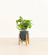 Lade das Bild in den Galerie-Viewer, Iron Gray stand:light
