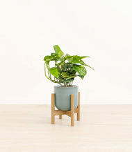 Lade das Bild in den Galerie-Viewer, Reactive Aqua stand:light