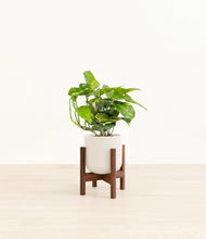 Lade das Bild in den Galerie-Viewer, Cotton White stand:dark
