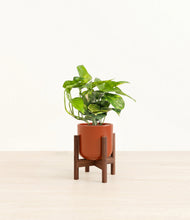 Lade das Bild in den Galerie-Viewer, Glossy Red stand:dark