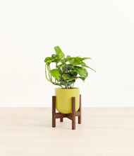 Lade das Bild in den Galerie-Viewer, Key Lime Yellow stand:dark