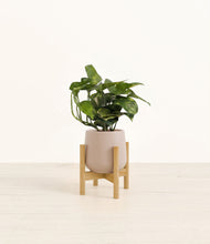 Load image into Gallery viewer, Eternal Gray stand:bamboo