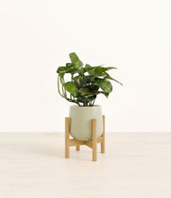 Load image into Gallery viewer, Turquoise stand:bamboo