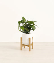 Load image into Gallery viewer, White stand:bamboo