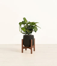 Load image into Gallery viewer, Black stand:walnut