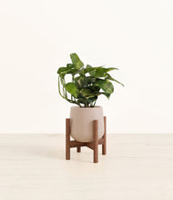 Load image into Gallery viewer, Eternal Gray stand:walnut