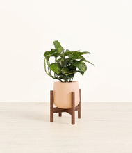 Load image into Gallery viewer, Gentle Pink stand:walnut